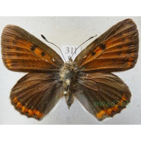 Lycaena hippothoe (Linnaeus, 1761) female Czerwończyk płomieniec Czech31l
